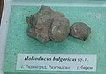en:Holcodiscus bulgaricus sp.n. Upper en:Barremian, Radingrad, Razgrad Province, Cr1 2867X1 at the Sofia University "St. Kliment Ohridski" Museum of Paleontology and Historical Geology