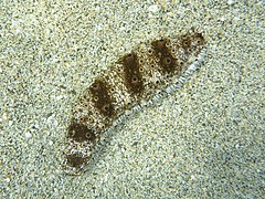 File:Holothuria pervicax 55864039.jpg (Category:Holothuria pervicax)