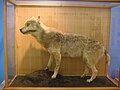 和歌山県立自然博物館保管の剥製標本