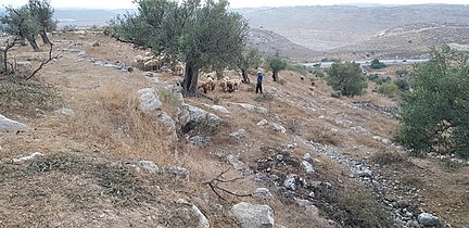 מראה כללי של התל