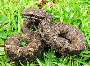 Opis zdjęcia Pitviper podkowy Trimeresurus strigatus.jpg.