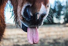 Horse sticking out its tongue Horses just want to have fun! (Unsplash).jpg