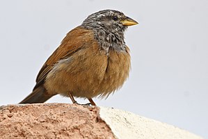 Sahara emberizo, Maroko