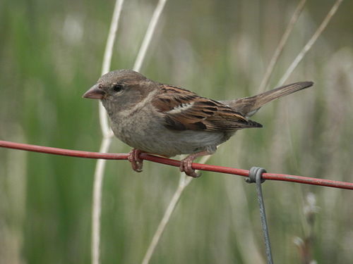 House Sparrow (Passer domesticus), Female