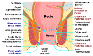 Anus: Referències, Bibliografia, Vegeu també