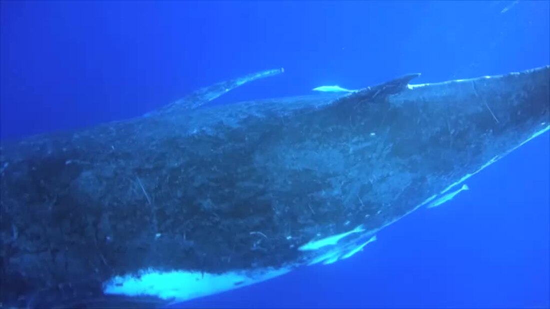 Whale vocalization