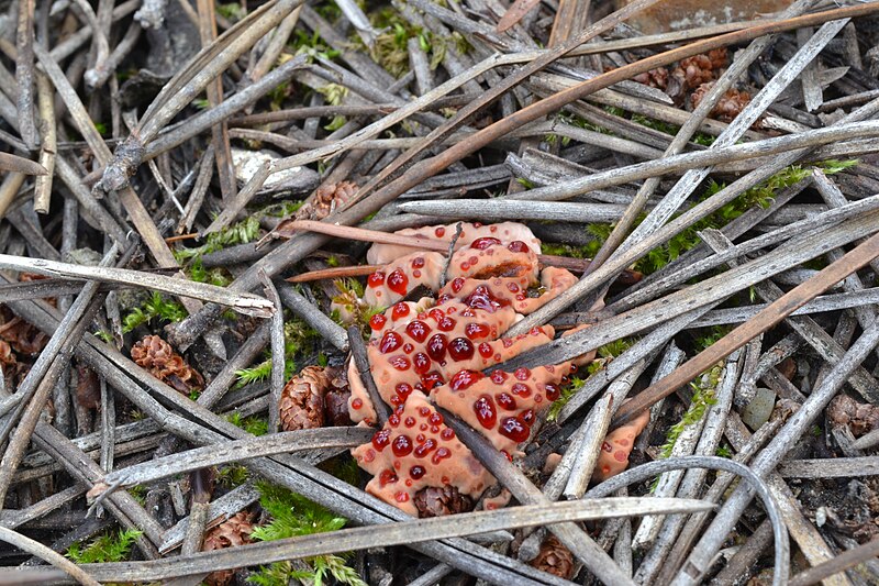 File:Hydnellum ferrugineum in Pinus halepensis forest (Tamajón, Spain).jpg