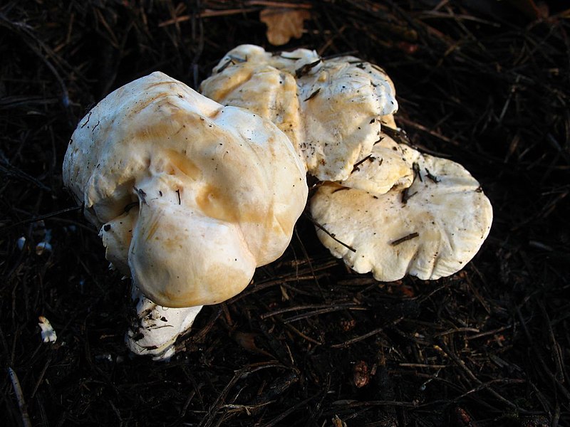 File:Hydnum repandum2.jpg