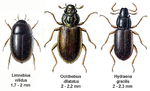 Miniatura para Hydraenidae