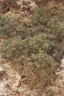 <i>Hypericum aciferum</i> Species of flowering plant