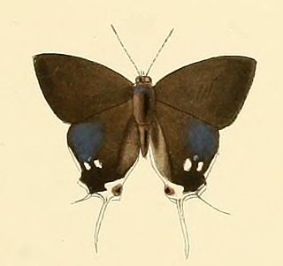 <i>Hypolycaena hatita</i> species of insect