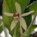 Coelogyne tomentosa