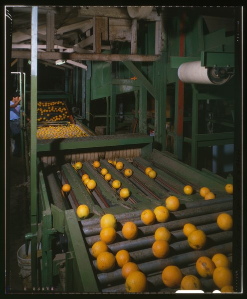 File:INTERIOR VIEW OF SORTING LINE WITH WASH BASIN IN REAR - National Orange Company Packing House, 3604 Commerce Street, Riverside, Riverside County, CA HAER CAL,33-RIVSI,4-24 (CT).tif