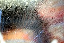 Ice crystals at refrigerator window.JPG