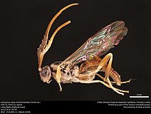 Tawon Ichneumon (Ichneumonidae, Euceros sp.) (36761683765).jpg