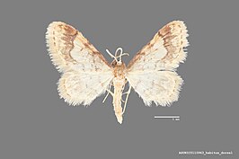 Idaea skinnerata