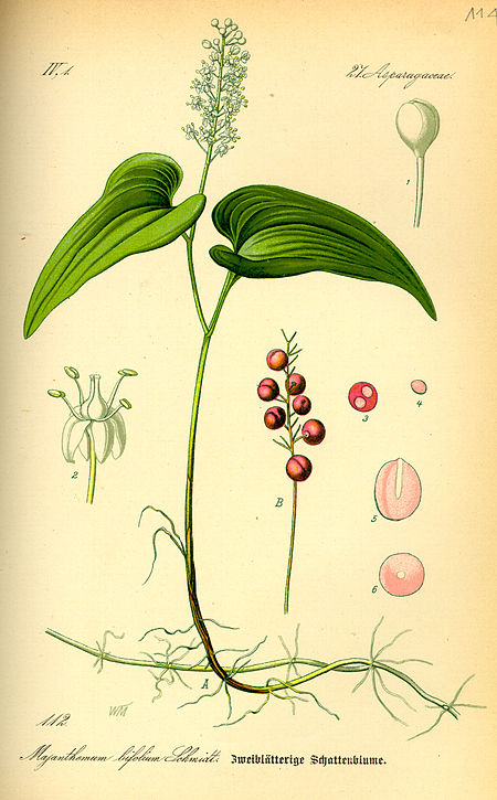 Maianthemum