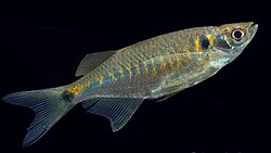 Indian glass Danio by AravindManoj.jpg