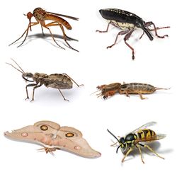 Diferentes tipos de insetos.