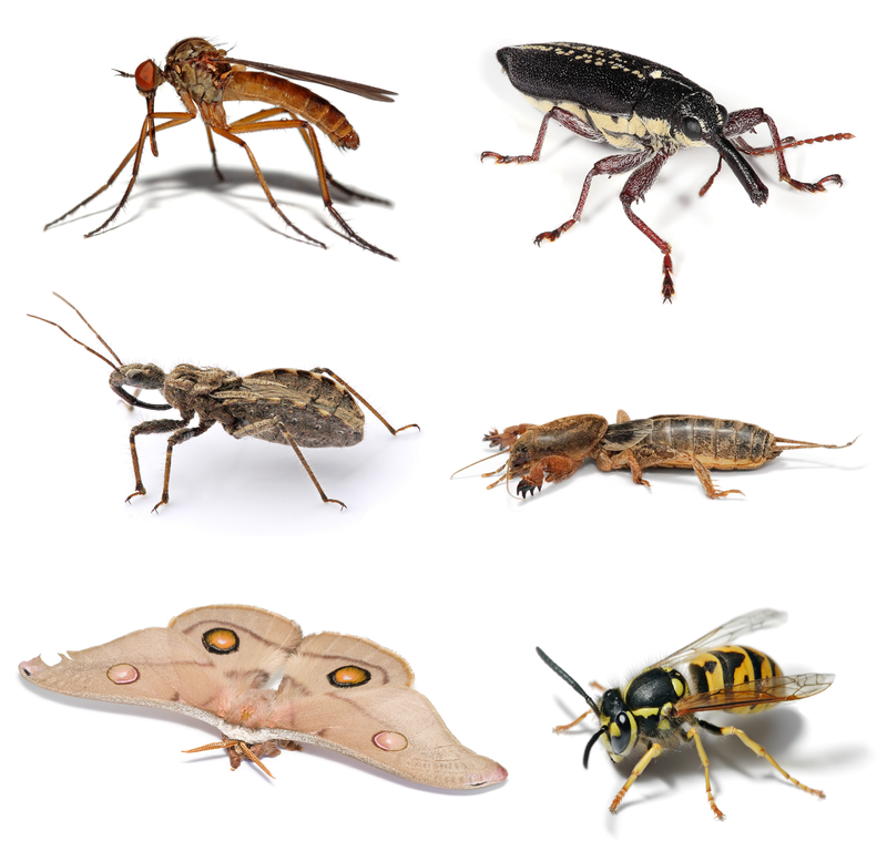 Insects, Free Full-Text