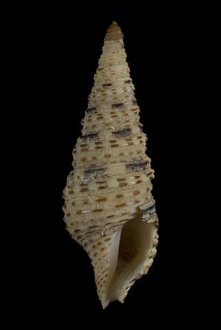 <i>Iotyrris devoizei</i> Species of gastropod