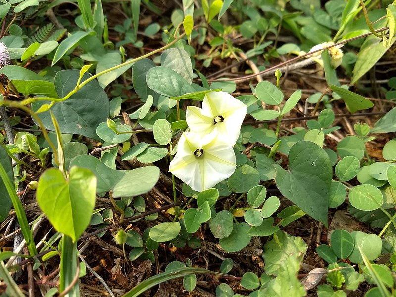 File:Ipomoea obscura - Obscure Morning Glory,Cherutali,Tirutali. 2.jpg