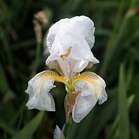 Iris des garrigues (Blanc).