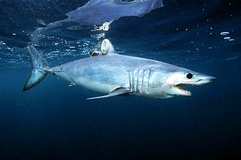 Blue Mako shark (Isurus oxyrinchus)