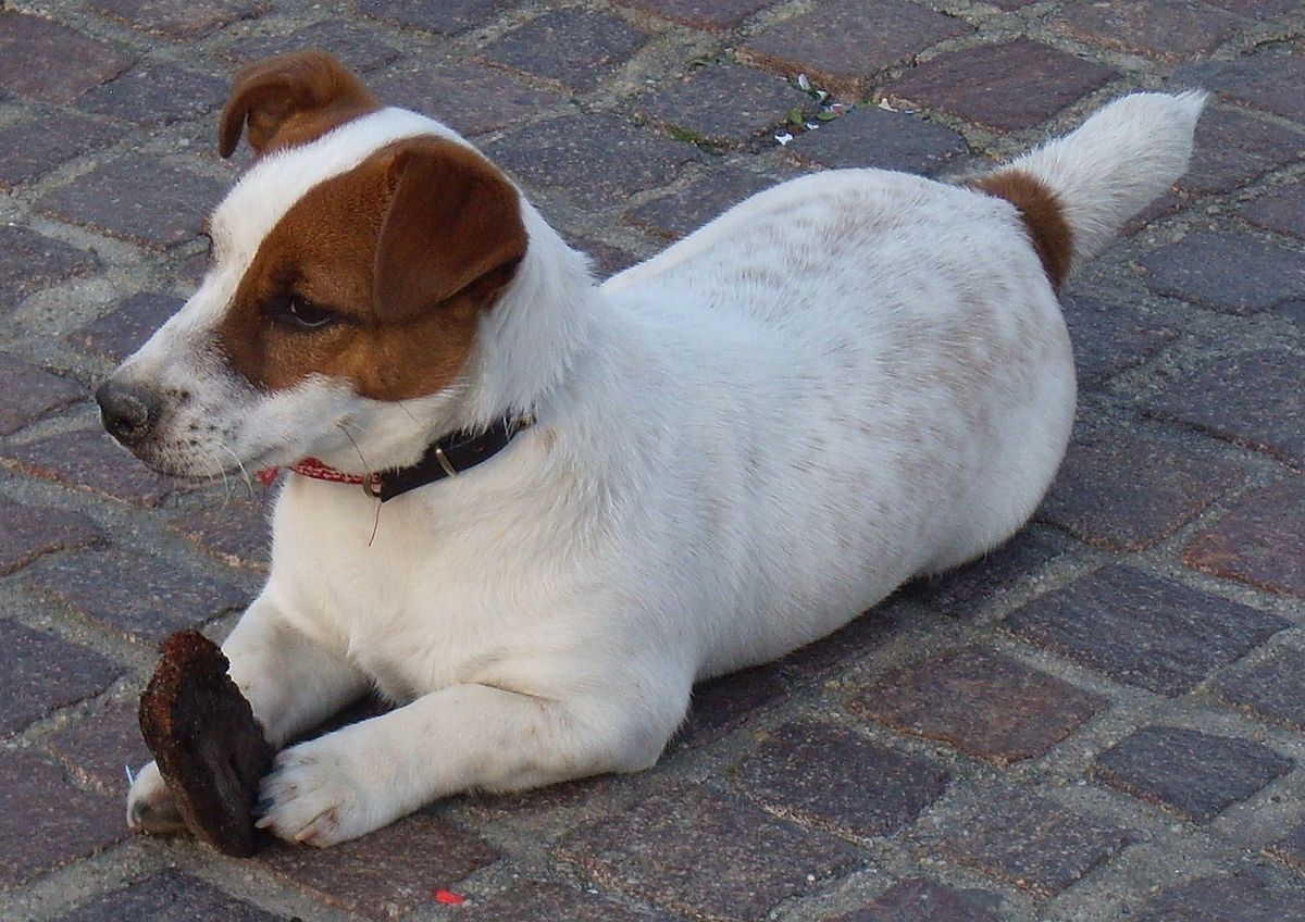 Jackrussellterrier ita.JPG