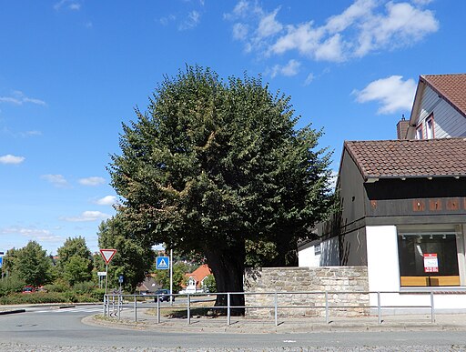 Jacobitorstraße (Osterode am Harz) Baum