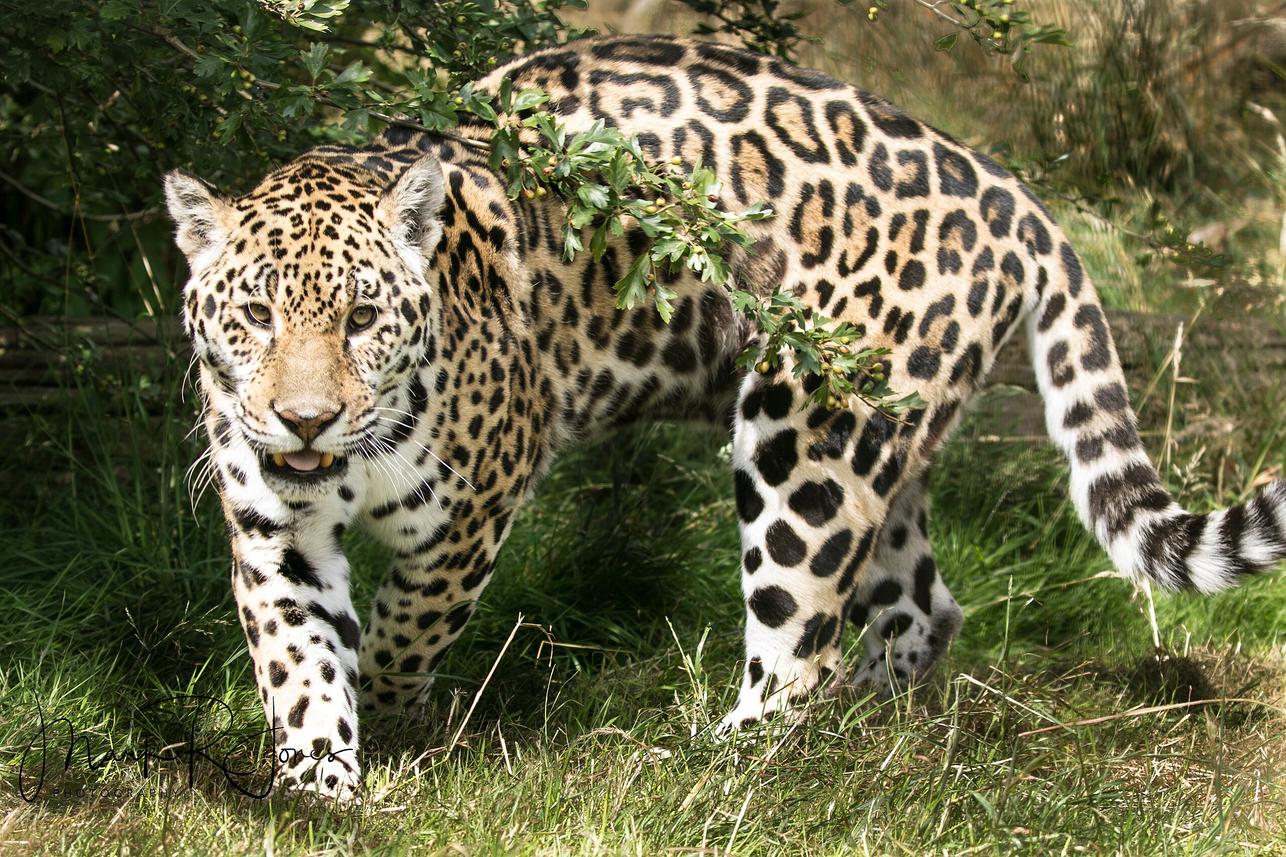 File:Jaguar full.jpg - Wikimedia Commons