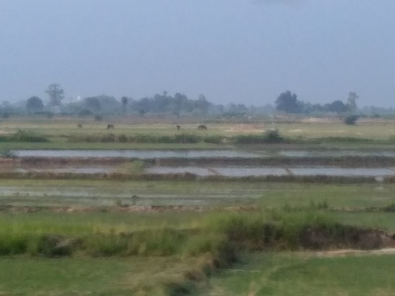 File:Kanpur field.jpg