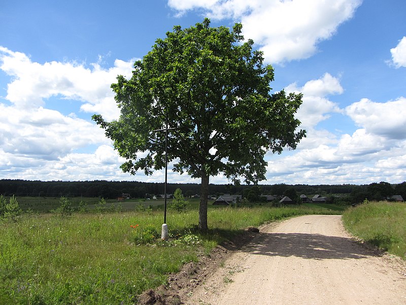 File:Kasčiukai 18131, Lithuania - panoramio.jpg