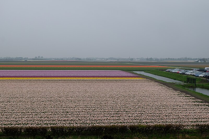 File:Keukenhof (28692605778).jpg