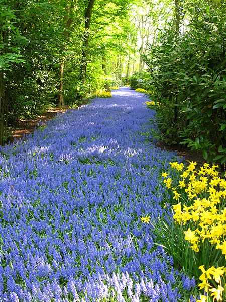 ÐÐÐ¹Ð: Keukenhof muscari.JPG