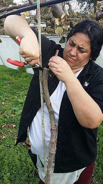 File:Kiwifruit vine grafting 4.jpg