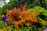 Foto Koningsvaren gemaakt door deelnemer fotoworkshop Hortus Leiden