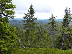 Korpimäcki Reserve in July 2008