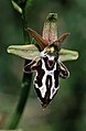 Ophrys cretica