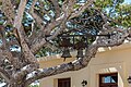 * Nomination Bells in a tree in the courtyard of Preveli Monastery, Asomatos, Crete, Greece --XRay 01:37, 30 September 2023 (UTC) * Promotion  Support Good quality. --Johann Jaritz 01:38, 30 September 2023 (UTC)