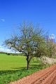 Streuobstbaum, Apfelbaum, Sorte Kaiser Wilhelm