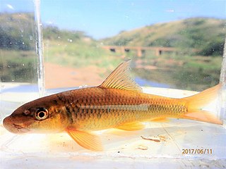 <span class="mw-page-title-main">Leaden labeo</span> Species of fish