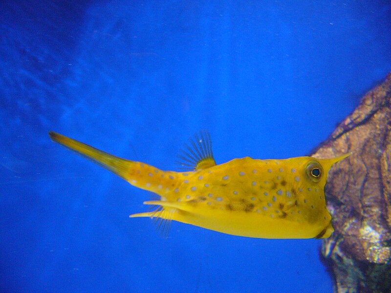 File:Lactoria cornuta.403 - Aquarium Finisterrae.jpg