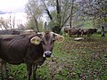 mucche al pascolo sullo sfondo del lago d'Endine