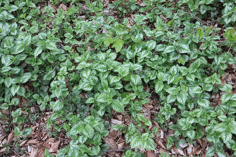 File:Lamium galeobdolon 125805649.jpg