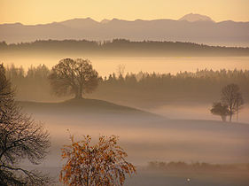 Die Drumlin-Buche im Landschaftsschutzgebiet „Westlicher Teil des Landkreises Starnberg“