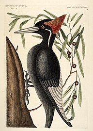 Large-white-billed-woodpecker.jpg