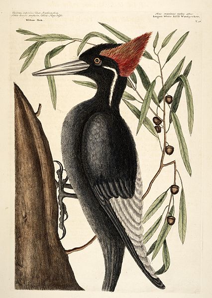 File:Large-white-billed-woodpecker.jpg