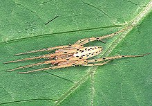 Larinia.argiopiformis.male .-. tanikawa.jpg