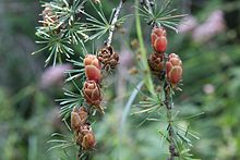 Tamarack larch foliage and cones in August. The lighter brown cones are from the current season; the darker brown cones are mature cones from previous seasons. Larix laricina foliagecones.jpg